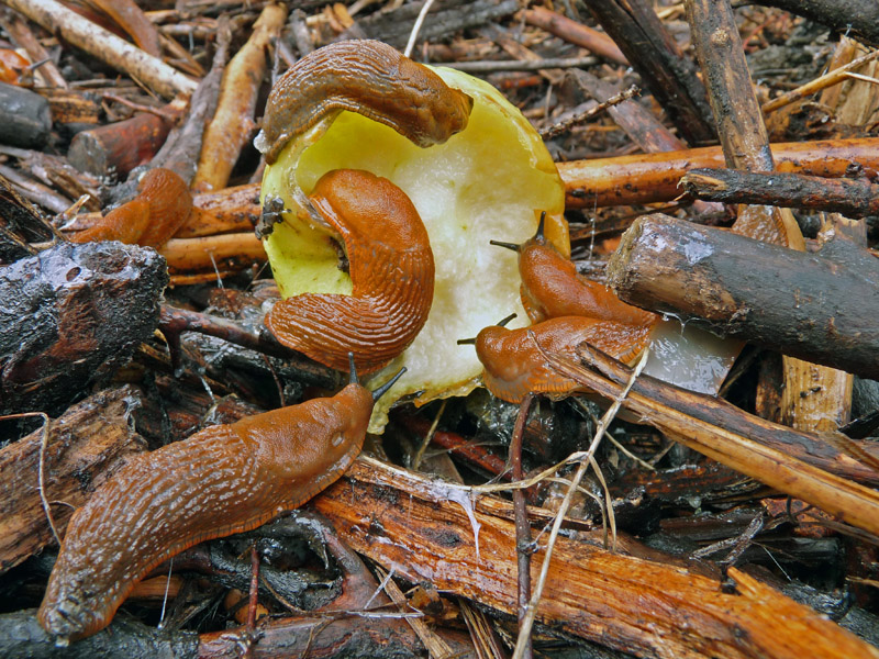 Accoppiamento di Arion (ater? rufus?)